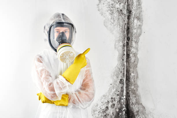 Why You Should Choose Our Mold Remediation Services in Woodville, OH